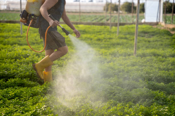 Wasp Removal Services in Brentwood, TN
