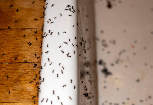 Best Commercial Pest Control Services  in Brentwood, TN