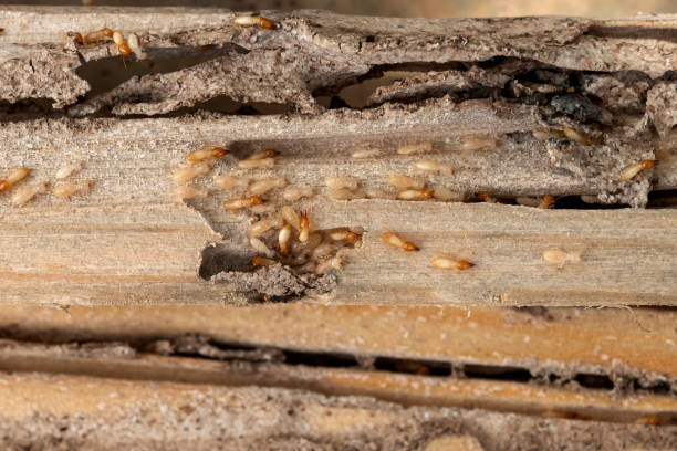 Best Emergency Pest Control  in Brentwood, TN